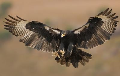 Black eagle