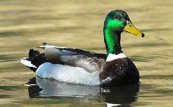 Wild goose