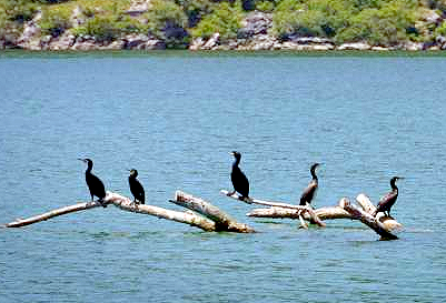 Cormorants
