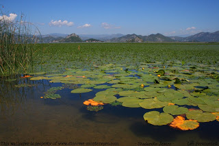 Water lilies