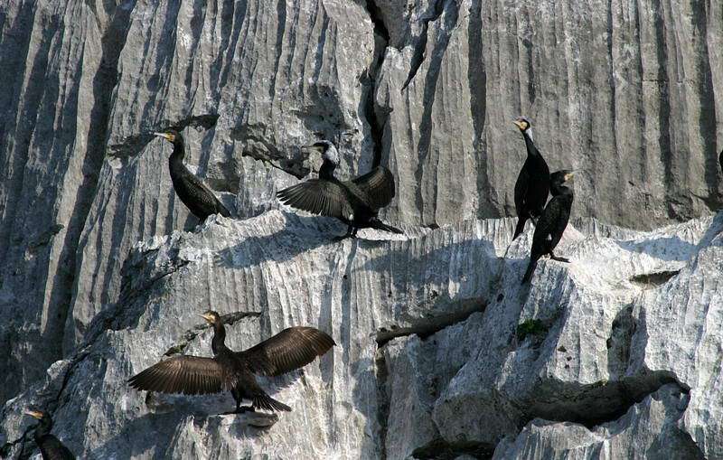 Birds of Skadar lake