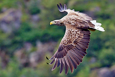 Falcon